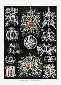 Stephoidea&ndash;Ringelstrahlinge from Kunstformen der Natur (1904) by <a href="https://www.rawpixel.com/search/Ernst%20Haeckel?sort=curated&amp;mode=shop&amp;page=1">Ernst Haeckel</a>. Original from Library of Congress. Digitally enhanced by rawpixel.