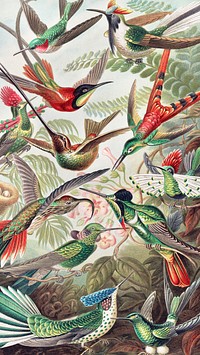 Vintage mobile wallpaper, iPhone background, Hummingbirds from Art Forms of Nature painting, remix from the artwork of Ernst Haeckel