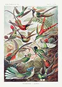 Trochilidae&ndash;Kolibris from Kunstformen der Natur (1904) by <a href="https://www.rawpixel.com/search/Ernst%20Haeckel?sort=curated&amp;mode=shop&amp;page=1">Ernst Haeckel</a>. Original from Library of Congress. Digitally enhanced by rawpixel.