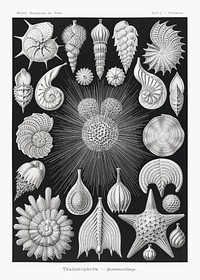Thalamophora&ndash;Kammerlinge from Kunstformen der Natur (1904) by Ernst Haeckel. Original from Library of Congress. Digitally enhanced by rawpixel.