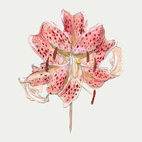 Vintage red flower drawing vector, remixed from artworks by Samuel Colman