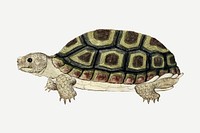 Tortoise vector antique watercolor animal illustration, remixed from the artworks by Robert Jacob Gordon