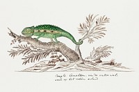Bradypodion pumilum: cape dwarf chameleon (1777&ndash;1786) painting in high resolution by Robert Jacob Gordon. Original from the Rijksmuseum. Digitally enhanced by rawpixel.