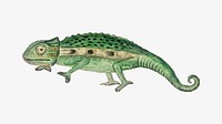 Namaqua chameleon vector antique watercolor animal illustration, remixed from the artworks by Robert Jacob Gordon