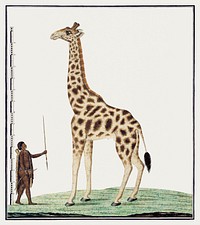 Giraffa Camelopardalis: giraffe (1779) painting in high resolution by Robert Jacob Gordon. Original from the Rijksmuseum. Digitally enhanced by rawpixel.