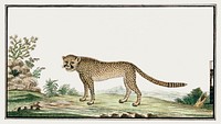 Acinonyx jubatus: cheetah (1777&ndash;1786) painting in high resolution by Robert Jacob Gordon. Original from the Rijksmuseum. Digitally enhanced by rawpixel.