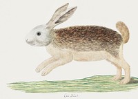 Pronolagus sp: Karoo hare (1777&ndash;1786) painting in high resolution by Robert Jacob Gordon. Original from the Rijksmuseum. Digitally enhanced by rawpixel.