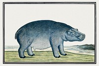 Hippopotamus amphibius capensis: Hippopotamus (ca.1777) painting in high resolution by <a href="https://www.rawpixel.com/search/Robert%20Jacob%20Gordon?sort=curated&amp;page=1">Robert Jacob Gordon</a>. Original from the Rijksmuseum. Digitally enhanced by rawpixel.