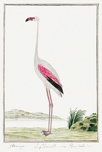 Phoenicopterus ruber roseus: greater flamingo (1777–1786) painting in high resolution by Robert Jacob Gordon. Original from the Rijksmuseum. Digitally enhanced by rawpixel.