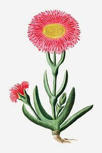 Carpobrotus quadrifidus vector vintage flower illustration set, remixed from the artworks by Robert Jacob Gordon