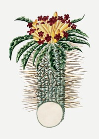 Pachypodium namaquanum vector vintage flower illustration set, remixed from the artworks by Robert Jacob Gordon