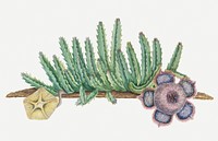 Orbea verrucosa (Masson) L.C. Leach.: SHirsute stapelia (1777–1786) painting in high resolution by Robert Jacob Gordon. Original from the Rijksmuseum. Digitally enhanced by rawpixel.