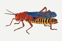 Grasshopper vector antique watercolor animal illustration, remixed from the artworks by Robert Jacob Gordon