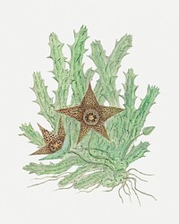 Orbea verrucosa (Masson) Haw.: Hirsute Stapelia (1777–1786) painting in high resolution by Robert Jacob Gordon. Original from the Rijksmuseum. Digitally enhanced by rawpixel.