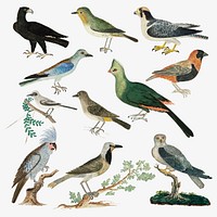 Bird vector collection antique watercolor animal illustration, remixed from the artworks by Robert Jacob Gordon