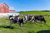 Holstein dairy cows at a farm. Original image from <a href="https://www.rawpixel.com/search/carol%20m.%20highsmith?sort=curated&amp;page=1">Carol M. Highsmith</a>&rsquo;s America, Library of Congress collection. Digitally enhanced by rawpixel.