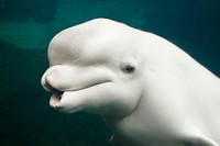 Belua whale in an aquarium. Original image from Carol M. Highsmith&rsquo;s America, Library of Congress collection. Digitally enhanced by rawpixel.