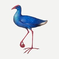 Swamphen vector animal painting, remixed from artworks by Joris Hoefnagel