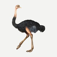 Ostrich vector animal painting, remixed from artworks by Joris Hoefnagel