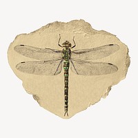 Dragonfly illustration, vintage vintage artwork, ripped paper badge