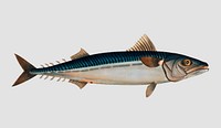 Vintage Mackrel fish vector
