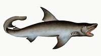 Vintage illustration of White Shark (Squalus Carcharias)