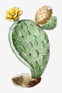 Prickly Pear, Indian Fig vector