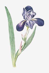Tall bearded Iris vector