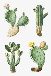 Hand drawn cactus set vector