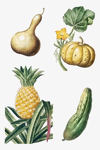 Mixed pumpkin pineapple squash and bitter gourd vector