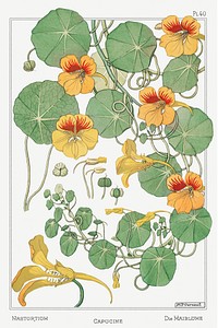 Capucine (nasturtium) from La Plante et ses Applications ornementales (1896) illustrated by Maurice Pillard Verneuil. Original from the The New York Public Library. Digitally enhanced by rawpixel.