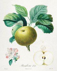 Trait&eacute; des arbres fruitiers: Rambour d'&eacute;t&eacute; (1808&ndash;1835) print in high resolution by Henri-Louis Duhamel du Monceau. Original from the Cleveland Museum of Art. Digitally enhanced by rawpixel.