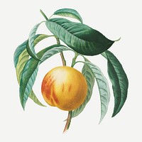 Peach vector with leaves art print, remixed from artworks by Henri-Louis Duhamel du Monceau