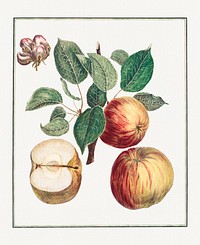 Apple with Leaf and Fruit Blossom (1768) print in high resolution by <a href="https://www.rawpixel.com/search/Henri-Louis%20Duhamel%20du%20Monceau?sort=curated&amp;page=1">Henri-Louis Duhamel du Monceau</a>. Original from the Cleveland Museum of Art. Digitally enhanced by rawpixel.