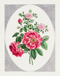 Damask Rose (1787) in high resolution by John Edwards. Original from The Minneapolis Institute of Art. Digitally enhanced by rawpixel.