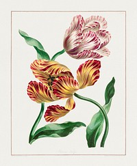 Various Tulips (1791) in high resolution by John Edwards. Original from The Minneapolis Institute of Art. Digitally enhanced by rawpixel.