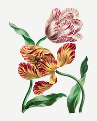 Tulips vector vintage floral art print, remixed from artworks by John Edwards