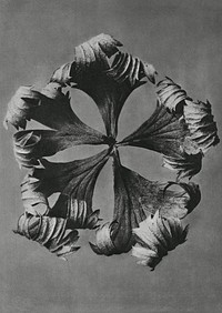 Trollius Europaeus (Globeflower) enlarged 5 times