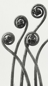 Vintage leaf mobile wallpaper, iPhone background, Adiantum pedatum painting, remix from the artwork of Karl Blossfeldt