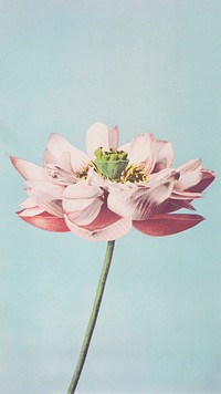 Vintage mobile wallpaper, iPhone background, Beautiful photomechanical prints of Lotus Flowers painting, remix from the artwork of Kazumasa Ogawa