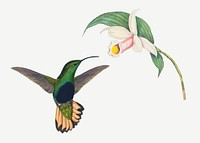 Hummingbird vector animal art print, remixed from artworks by John Gould and Henry Constantine Richter