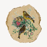 Greenfinch bird illustration, vintage artwork, ripped paper badge