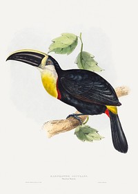 Osculant Toucan; Ramphastos osculans print in high resolution by John Gould (1804&ndash;1881) and Elizabeth Gould. Original from The National Gallery of Art. Digitally enhanced by rawpixel.