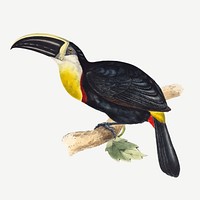 Toucan vector animal art print, remixed from artworks by John Gould