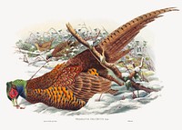 Phasianus colchicus; Ring-necked Pheasant (1804&ndash;1908) print in high resolution by John Gould and William Matthew Hart. Original from The National Gallery of Art. Digitally enhanced by rawpixel.