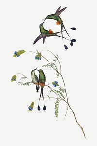 Hummingbirds vector animal art print, remixed from artworks by John Gould and Henry Constantine Richter