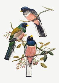 Trogon bird vector animal art print, remixed from artworks by John Gould and William Matthew Hart