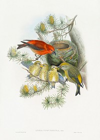 Loxia Curvirostra, Linn (1862&ndash;1873) print in high resolution by John Gould and Henry Constantine Richter. Original from The Minneapolis Institute of Art. Digitally enhanced by rawpixel.