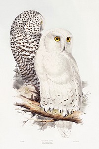 Snowy Owl (1832&ndash;1837) print in high resolution, by John Gould, Edward Lear and Charles Joseph Hullmandel. Original from The Minneapolis Institute of Art. Digitally enhanced by rawpixel.