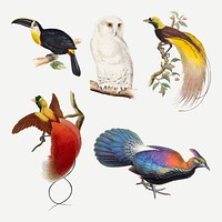 Vintage bird vector animal art print set, remixed from public domain collection
